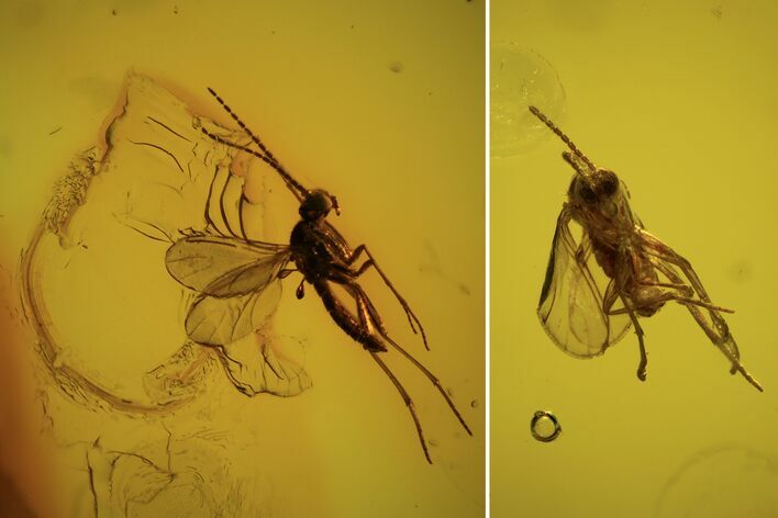 Two Fossil Flies (Diptera) In Baltic Amber #90775